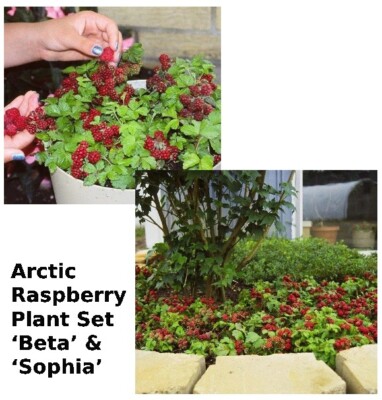 Arctic Raspberry Plant Set Beta & Sophia Set includes 2 2.5'' Pots Zone 2-8.
