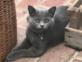 Blue In England Cats Kittens For Sale Gumtree