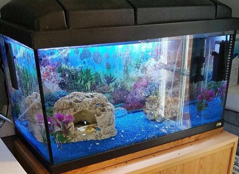  Aquarium  full set  up  in St Osyth Essex Gumtree