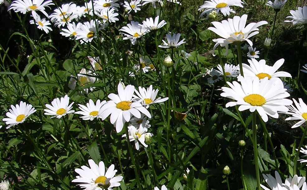 UK Native Oxeye daisy Leucanthemum vulgare 6,000 seeds Wildflower