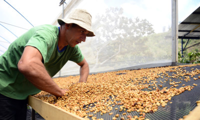COSTA RICAN TARRAZU COFFEE BEANS MEDIUM ROASTED 2 POUNDS