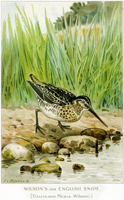 Wilson's English Snipe (Gallinago Media, Wilsoni) 1913 Bird Illustration Poster