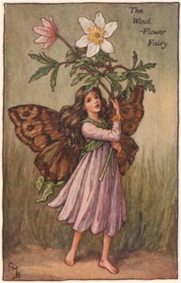 Wind-Flower Fairy by Cicely Mary Barker. Spring Flower