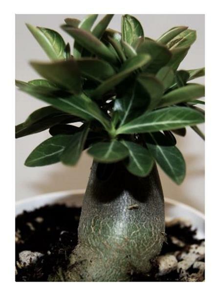 3x Adenium Arabicum Black Knight WÃ¼Stenrose Pflanzen - Samen B527