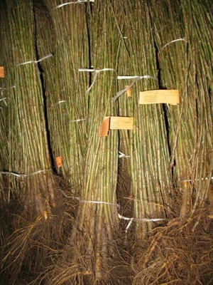 Apfelbaum Unterlage M 25 zum veredelen 10 Stück