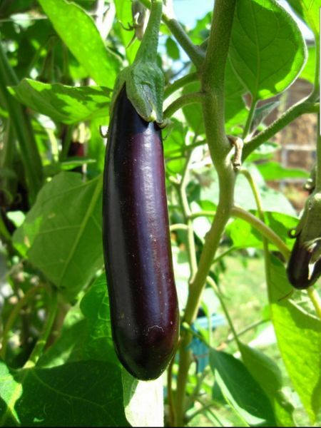 eggplantページ eggpl.jpg