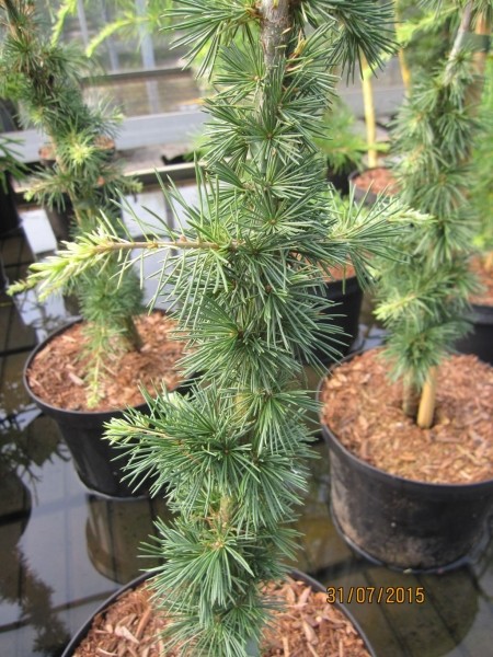 Cedrus Libani Silberspitz - Silberspitzen-Zeder
