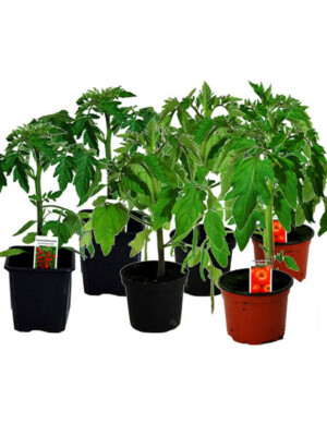 Tomatenset, 6 Tomatenpflanzen,Normale Stabtomate,Fleischtomate,Cocktailtomate