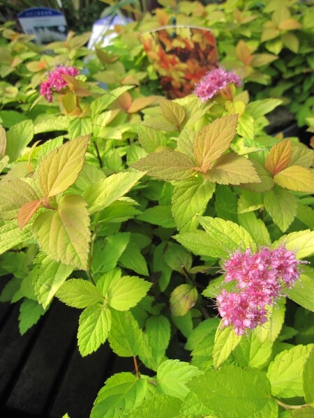 Zwergspiere Magic Carpet Walbuma - Spiraea Japonica Magic Carpet Walbuma