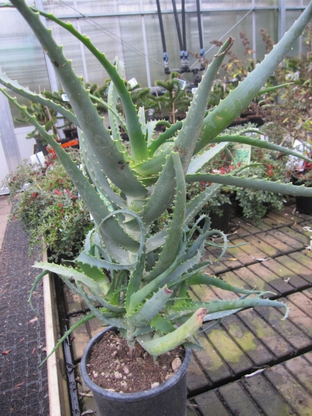 Aloe Arborescens - Baum-Aloe  - 40-60cm