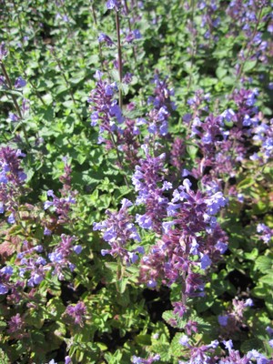 Nepeta x faassenii Cat's Pajama ® - Katzenminze Cats Pajama ®