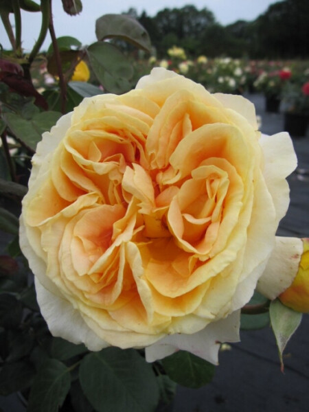 Rosa CandlelightÂ® - Edelrose - Nostalgierose - Goldgelb - Duft++++ - Tantau-Rose