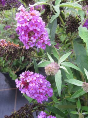 Buddleja Summer Bird Blue - Zwerg-Schmetterlingsflieder Summer Bird Blue