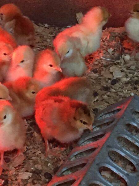 CHICKENS ISA BROWNS WEEK OLD. $10 | Livestock | Gumtree Australia Casey