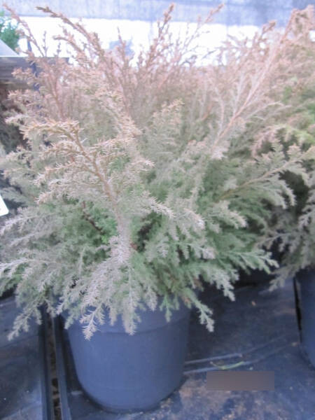 Microbiota Decussata Lucas - Sibirischer Teppichwacholder -  Zwerg-Lebensbaum