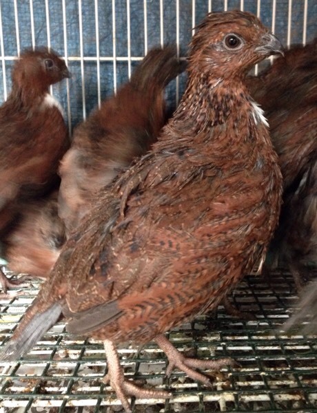 Tennessee red quail | in Alum Rock, West Midlands | Gumtree