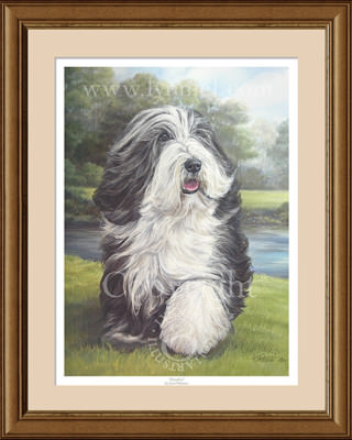 BEARDED COLLIE Beardie fine art print 'Carefree' by Lynn Paterson
