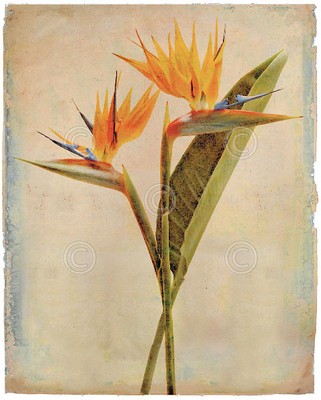 oahu by linda maron floral flower print poster 8x10
