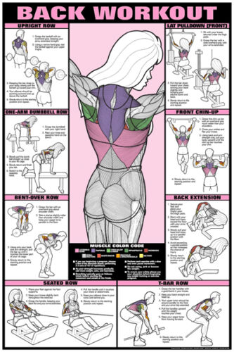 Back Workout Chart Hd