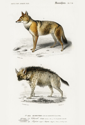 Golden Jackal (Canis Aureus) - Striped Hyena - 1849 - Illustration Poster