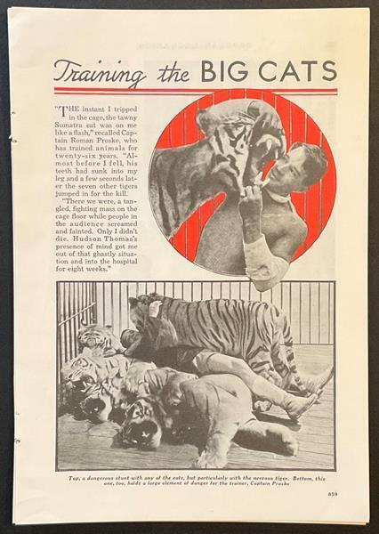 Captain Roman Proske “Training the Big Cats” 1939 pictorial Circus Tigers Lions