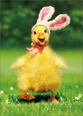 Duckling Bunny Funny Easter Card - Greeting Card by Avanti Press
