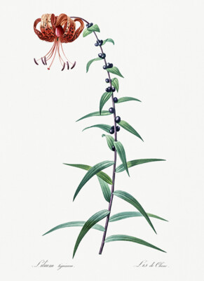 Tiger Lily - 1805 - Les Liliacees - Pierre Redoute - Illustration Poster