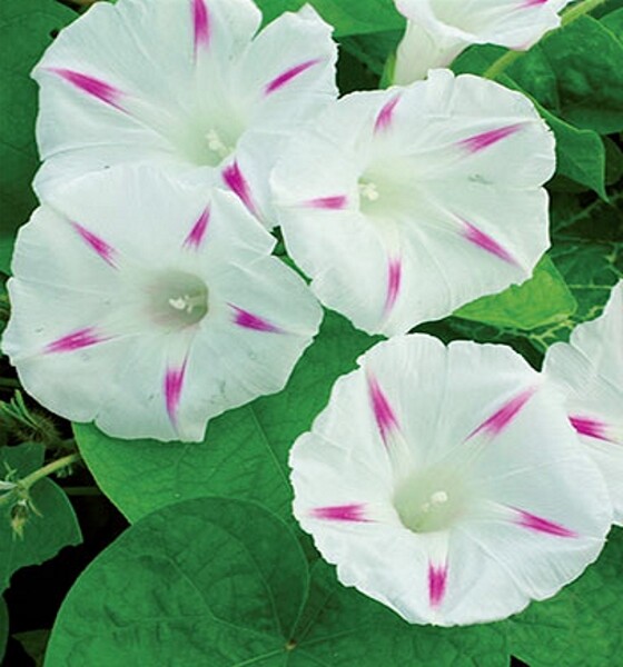 Trichterwinde Ipomea Seta EinjÃ¤Hrig HÃ¶He Bis 250 Cm Samen