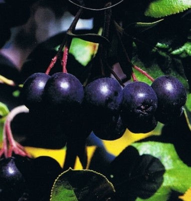 Aronia melanocarpa - Schwarze Apfelbeere, Kahle Apfelbeere, Schwarze Eberesche