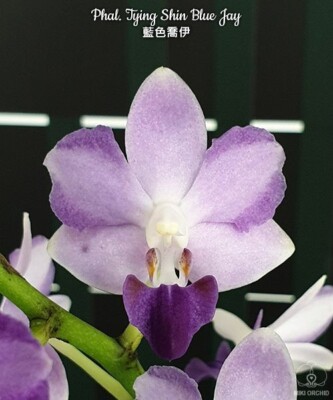 Phalaenopsis Tying Shin Blue Jay 3.5in 35$