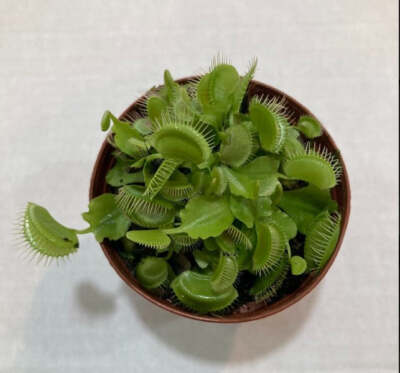 Venus Fly Trap 3
