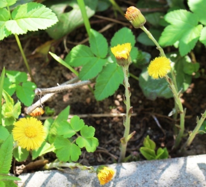 Huflattich 120 Samen Heilpflanze Wildkräuter Heilkraut Tussilago farfara Staude
