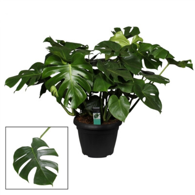 Monstera delicosa Köstliche Fensterblatt Zimmerpflanze Grünpflanze Monstera 