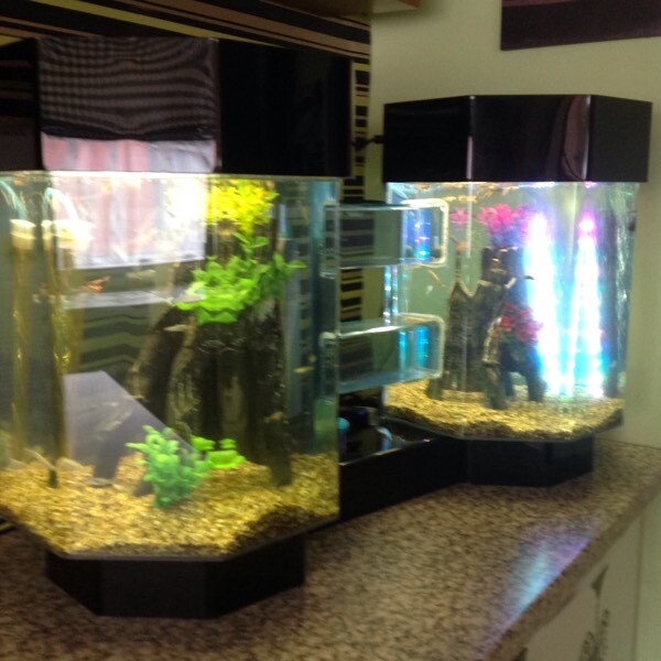 Unusual double hexagon shaped fish tank in Spalding, Lincolnshire