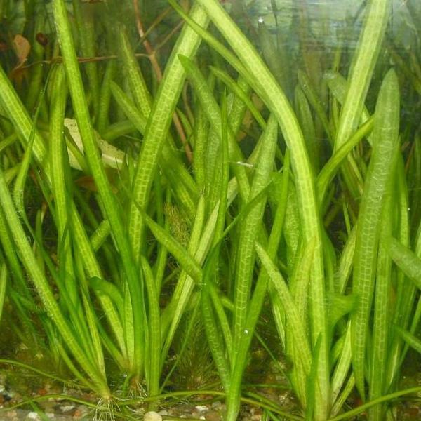 J BUY 2 GET 1 FREE - Java Fern Microsorum Pteropus Small Easy