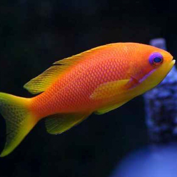 Anthias wreck fish group x4 in StokeonTrent, Staffordshire Gumtree