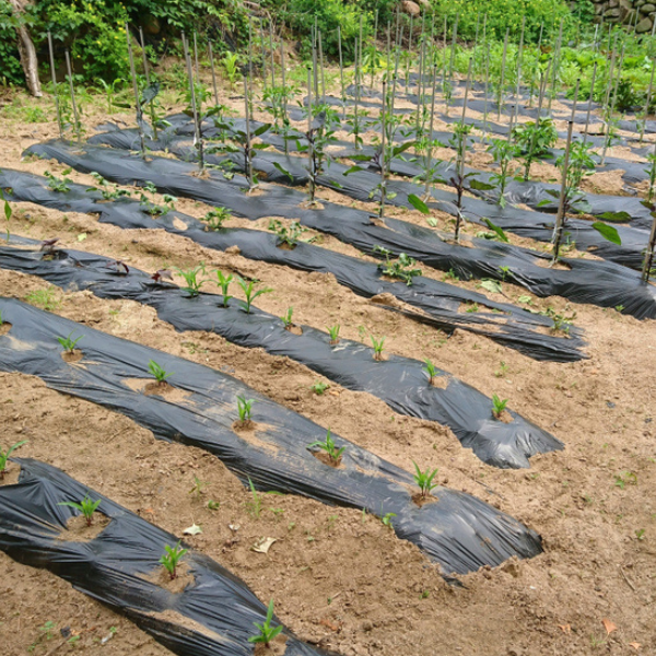 Farm Plastic Supply - Poly Cover Black Polyethylene Plastic Sheeting