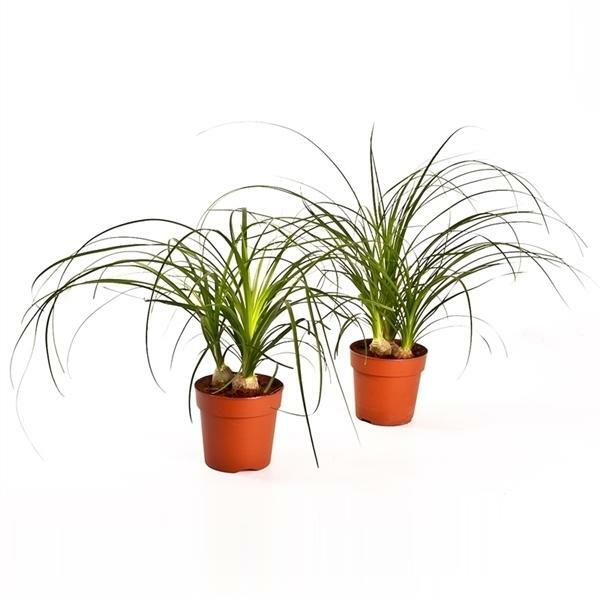 ElefantenfuÃ  Beaucarnea Recurvata Flaschenbaum Wasserpalme Zimmerpflanze