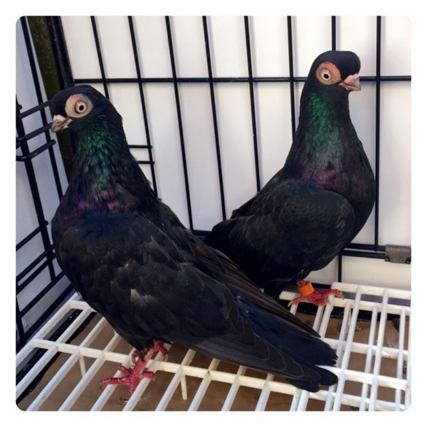 Breeding Pair of Black short face Vienna tumbler pigeons for sale in