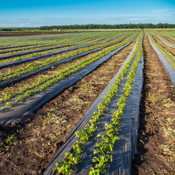 Farm Plastic Supply - Poly Cover Black Polyethylene Plastic Sheeting