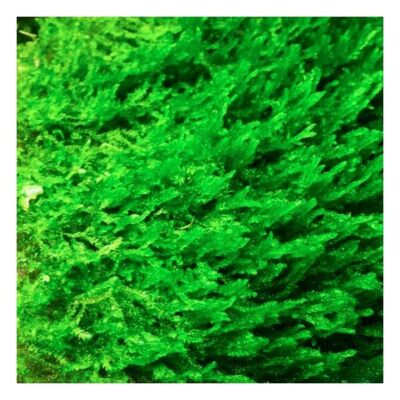 BUY 2 GET 1 FREE Flame Moss Taxiphyllum 'Flame' 2 Ounce Cup Live Aquarium Plants