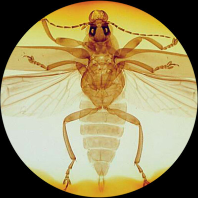 AmScope 100 Prepared Microscope Slides, Blank Slides, Coverslips & Pipettes
