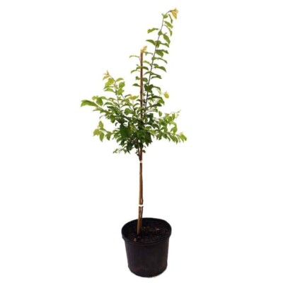 Plum Sweet Treat Pluerry R.I.S 5Gallon Plant Prunus Sweet Treat Plant Outdoor Pl