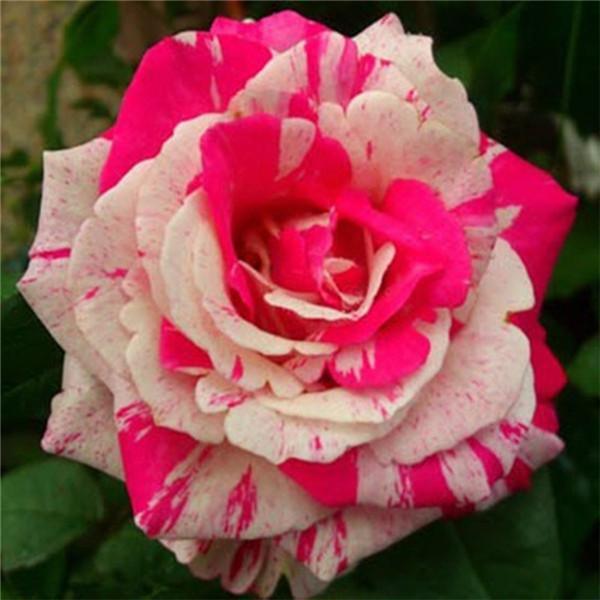 20 DRAGON STRIPED SWIRL ROSE FLOWER SEEDS rare exotic tiger plant garden bush - Picture 7 of 12