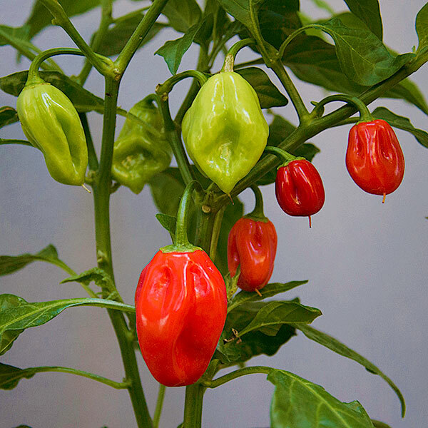 Red Habanero Pepper Seeds | Non-GMO | Free Shipping | Seed Store | 1004