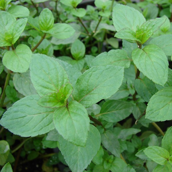 Huile Essentielle Menthe Poivree - Mentha Piperita