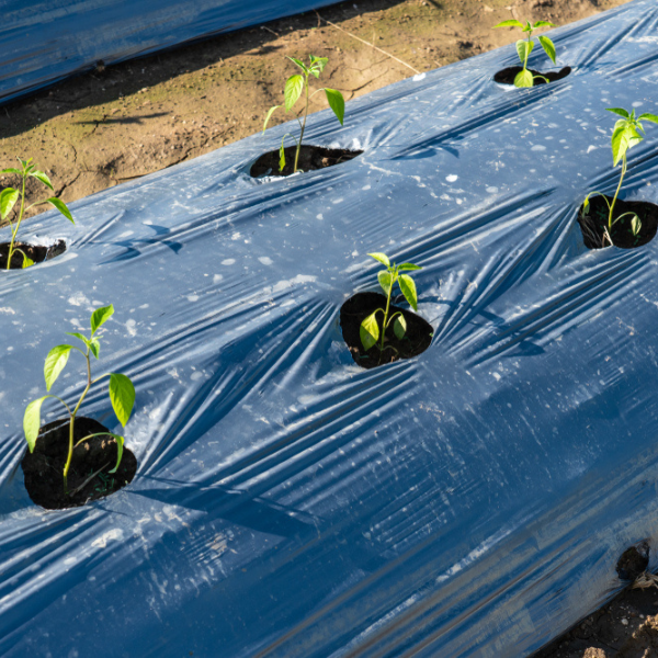 Farm Plastic Supply - Poly Cover Black Polyethylene Plastic Sheeting