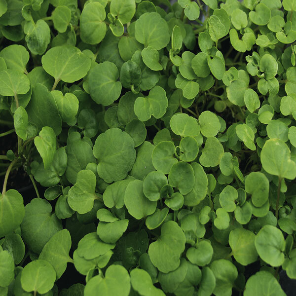 Watercress Cress Seeds | 1,000 Seeds | Heirloom - Non-GMO | Free Shipping | 1157