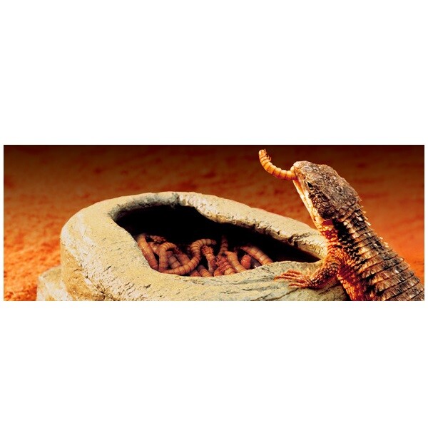 Exo Terra Reptile Medium Terrarium Worm Food Dish Bowl Vivarium