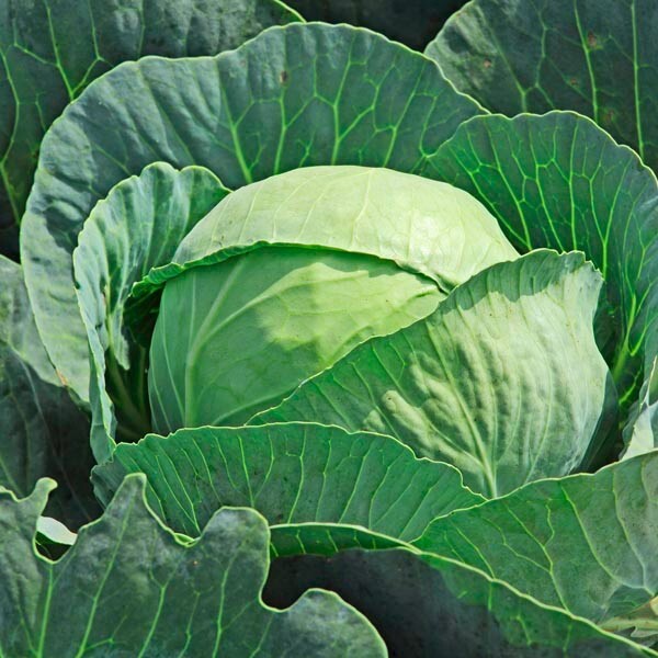 CABBAGE, Brunswick  100 - 125  NON - GMO NON - HYBRID Seeds Heirloom